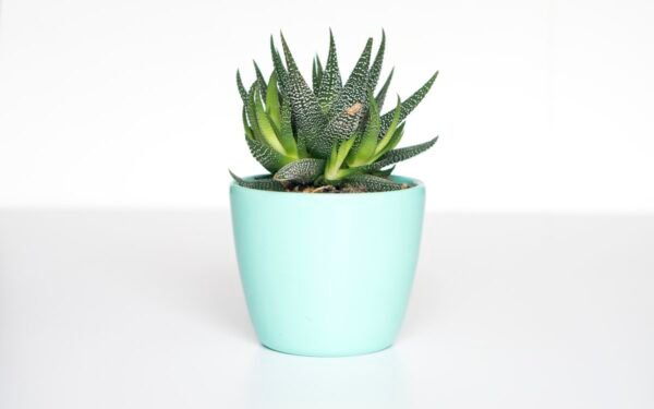 Variety of healthy indoor houseplants in modern ceramic pots on plant stand