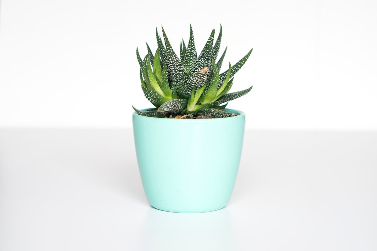 Variety of healthy indoor houseplants in modern ceramic pots on plant stand